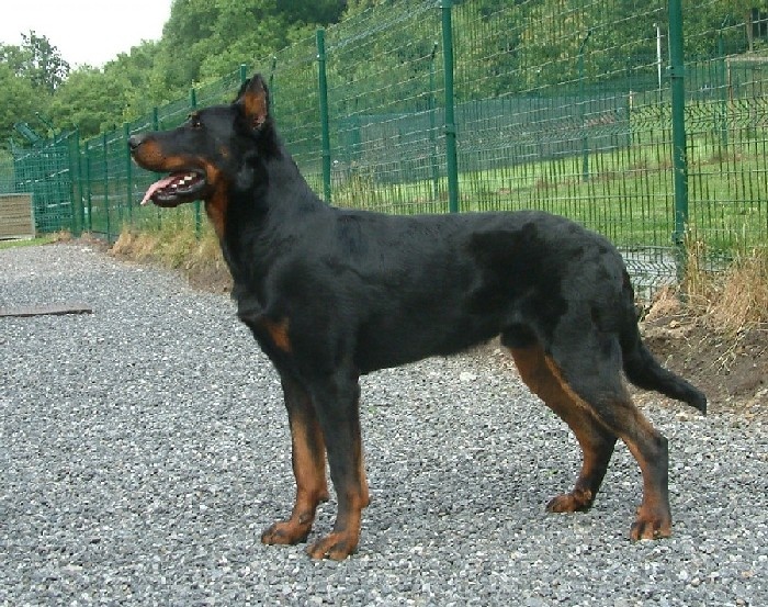 CH. Udson du Murier de Sordeille