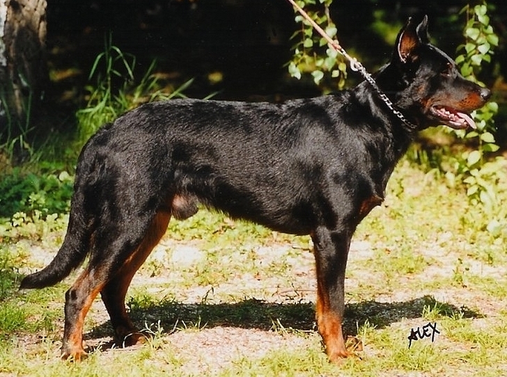 CH. Odin du Murier de Sordeille