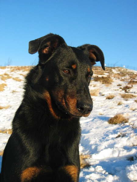 Belize du Murier de Sordeille