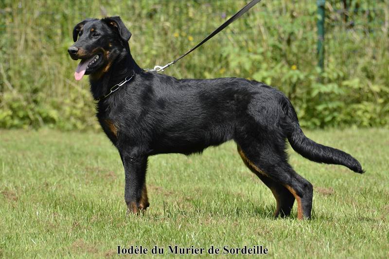 Iodèle du Murier de Sordeille