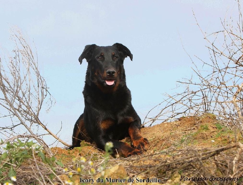Icory du Murier de Sordeille