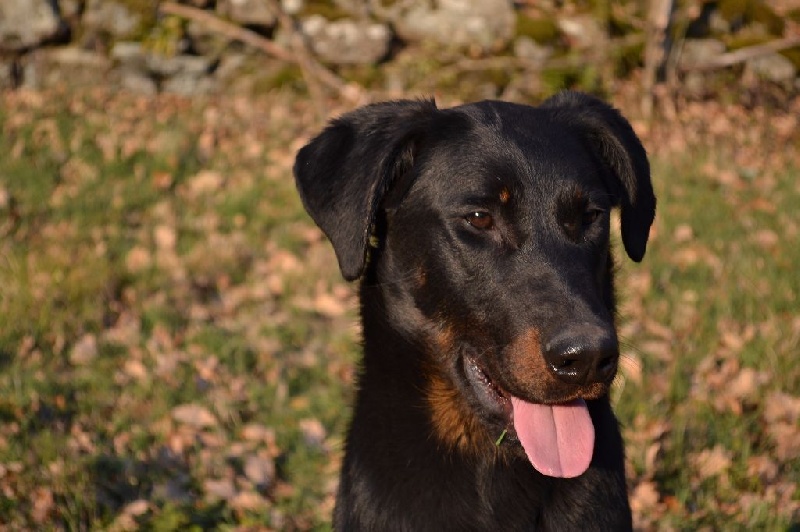 Goely Des Feux Du Volkan