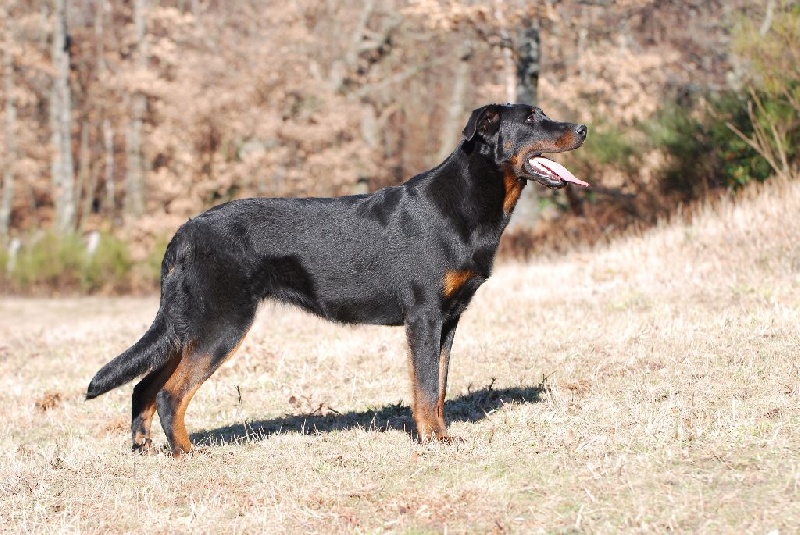 CH. Feeling du Fond des Camps