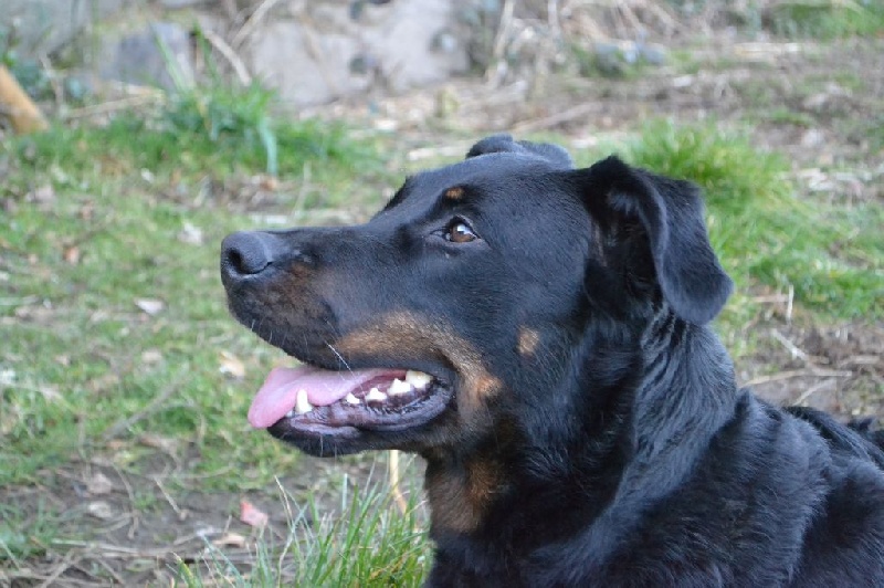 Hestia du Murier de Sordeille